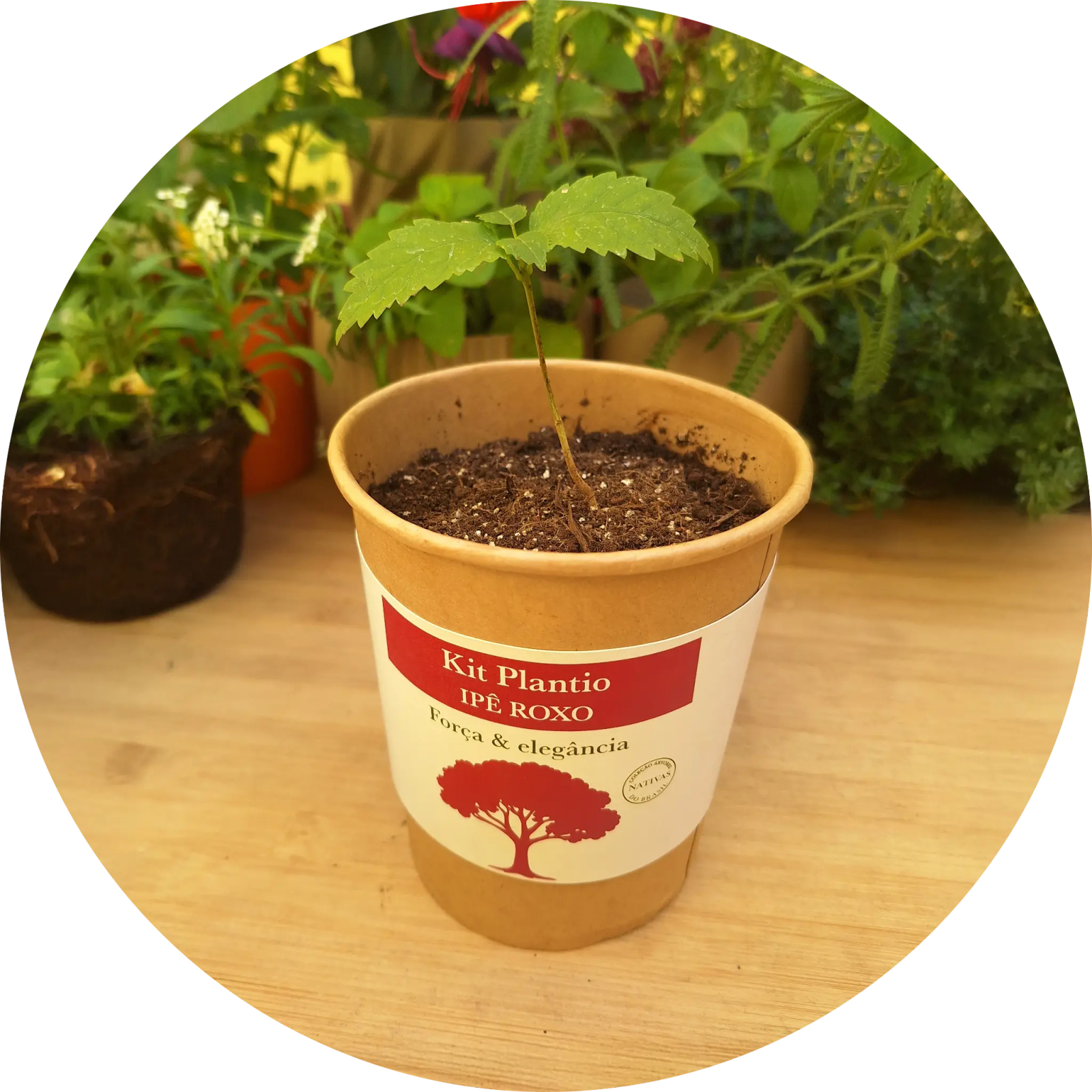 Plantando com as mãos